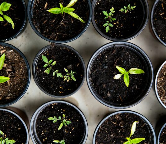 여성 건강관리, 일상 속 작은 변화로 지키는 비법 green leafed seedlings on black plastic pots