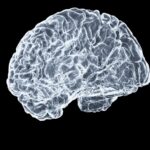 ‘뇌건강’, 더 이상 먼 이야기 아니다… 일상 속 똑똑하게 챙기는 방법 a close up of a human brain on a black background
