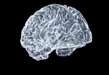 ‘뇌건강’, 더 이상 먼 이야기 아니다… 일상 속 똑똑하게 챙기는 방법 a close up of a human brain on a black background