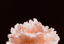 바쁜 일상 속, 정신건강 챙기는 똑똑한 생활습관 Light pink peony flower against a dark background.