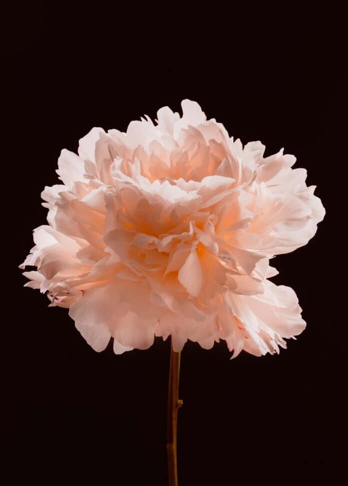 Photo by Valentin Light pink peony flower against a dark background.